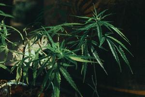 cannabis weed.it è usato per curare la depressione e aiutare a rilassare la mente. il concetto di medicina alternativa a base di erbe, olio di CBD, industria farmaceutica cura varie malattie. foto