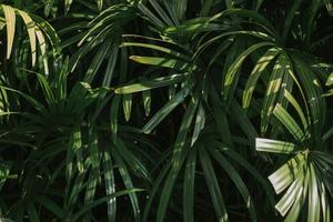 foglie di palma tropicali, priorità bassa del modello della foglia dell'albero, priorità bassa verde. foto