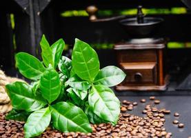 alcune foglie di una pianta di caffè chicchi di caffè tostati foto