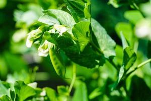 una pila di piselli dolci pisum sativum foto