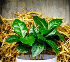 alcune foglie di una pianta di caffè chicchi di caffè tostati foto