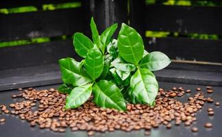 alcune foglie di una pianta di caffè chicchi di caffè tostati foto