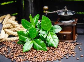 alcune foglie di una pianta di caffè chicchi di caffè tostati foto