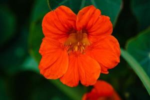 i graziosi fiori d'arancio del nasturtium tropaeolum majus foto