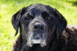 Labrador retriever britannica di 15 anni a pelo corto foto