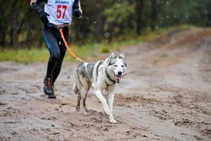 corsa di canicross di cani da pastore foto