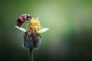 primo piano coccinella sul fiore d'erba foto