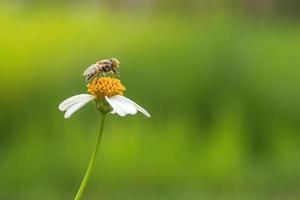 primo piano di insetto sui fiori a margherita foto