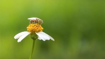 primo piano di insetto sui fiori a margherita foto