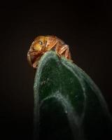 primo piano dettagliato della faccia della coccinella foto