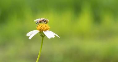 primo piano di un insetto sul fiore foto