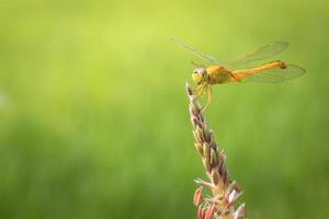 primo piano di libellula gialla in appoggio sull'erba foto