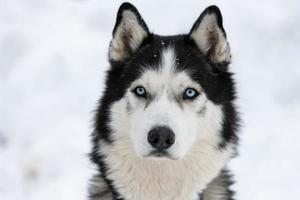 ritratto di cane husky, sfondo nevoso invernale. animale domestico divertente a camminare prima dell'addestramento del cane da slitta. foto