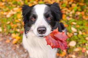 divertente cucciolo di cane border collie con foglia d'acero arancione caduta in bocca seduto sullo sfondo del parco all'aperto. cane che annusa le foglie d'autunno a piedi. ciao concetto di tempo freddo autunnale. foto