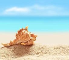 conchiglia sulla spiaggia di sabbia foto