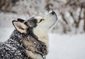 cane husky siberiano godendo la neve d'inverno foto