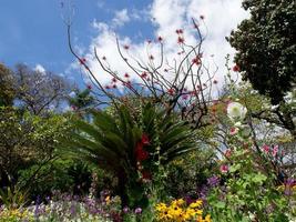 funchal e l'isola di Madera foto