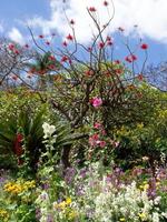 funchal e l'isola di Madera foto