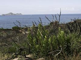 l'isola corsica foto