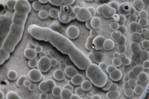test di ricerca biochimica fungo che cresce capsula di Petri. foto