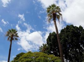 funchal e l'isola di Madera foto