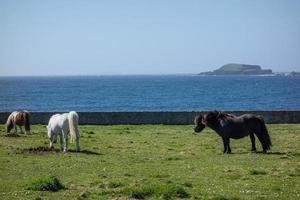 lerwick e le isole Shetland foto