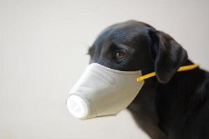 cane che indossa sicurezza, in particolare una maschera per proteggere la polvere pm 2.5 e il virus corona, covid 19 sul simpatico cane nero. concetto covid-19 pandemia di coronavirus e prevenire gli animali domestici che ami. foto