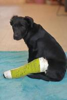 cucciolo di cane con osso rotto ferito ha ricevuto un trattamento di primo soccorso con una stecca di colore verde una visita all'ospedale veterinario. foto