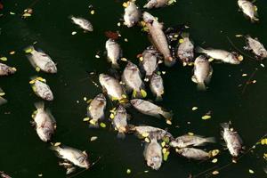 il pesce morto galleggiava nell'acqua scura, l'inquinamento dell'acqua foto