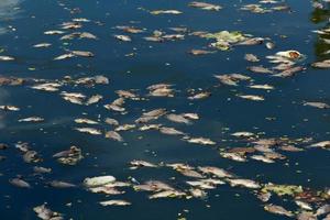 il pesce morto galleggiava nell'acqua scura, l'inquinamento dell'acqua foto