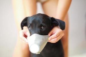 cane che indossa sicurezza, in particolare una maschera per proteggere la polvere pm 2.5 e il virus corona, covid 19 sul simpatico cane nero. concetto covid-19 pandemia di coronavirus e prevenire gli animali domestici che ami. foto