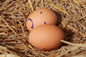 emozione di uova fresche su una cannuccia. foto