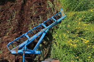 piante di crotalaria nel legume cly coltivate come sovescio aommon. foto