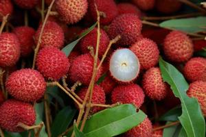 litchi, litchi freschi e pelati che mostrano la buccia rossa e la polpa bianca con foglia verde. foto