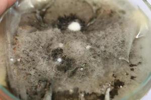 test di ricerca biochimica fungo che cresce capsula di Petri. foto