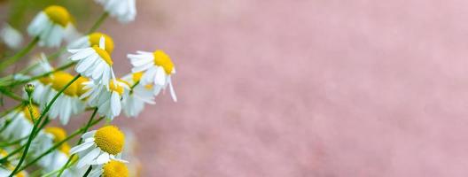 fiori bianchi di camomilla crescono su un campo di sabbia foto