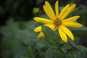 fiore giallo topinambur. sfondo floreale inquietante foto