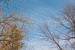 stagione fredda primavera cielo nuvole ramo sfondo foto