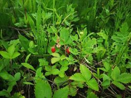 fragole mature nell'erba foto