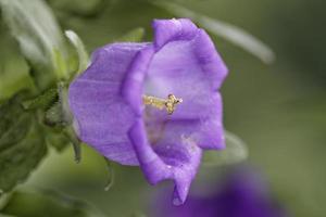 singolo fiore di campanula foto