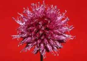 fiore fiore primo piano botanico moderno sfondo allium acutiflorum famiglia amaryllidaceae grande formato stampa di alta qualità foto
