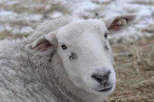 pecore in inverno foto