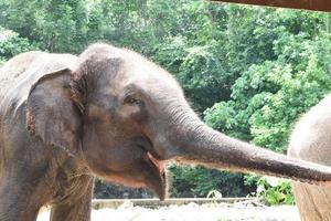 elefante al parco zoologico in tailandia foto