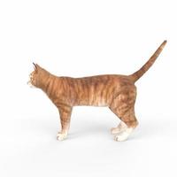 scottish fold cat modellazione 3d foto