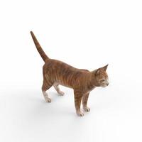 scottish fold cat modellazione 3d foto