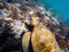 foto subacquee di tartarughe marine verdi