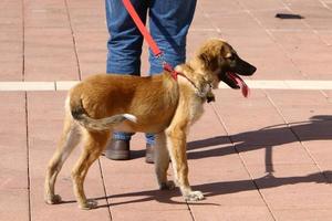 cane per una passeggiata in un parco cittadino in Israele foto