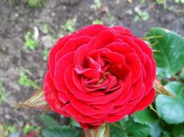 una rosa rossa. bel fiore foto