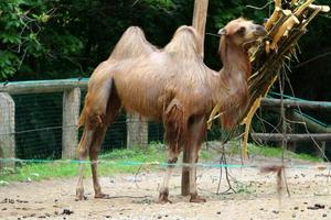 il cammello della Battriana vive in uno zoo foto