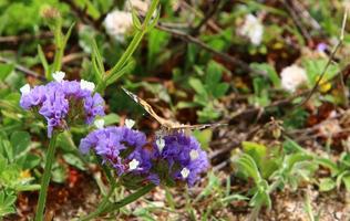 una farfalla colorata si siede su un fiore foto